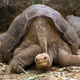 Illustration for article titled Extinct Giant Turtle Might Join Lonesome George As Worlds Rarest Creature